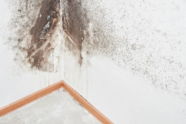 Why You Should Choose Our Mold Remediation Services in Middlebury, IN